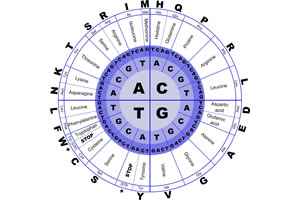 Amino Acids